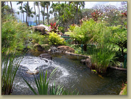 Maui Condo Rentals Pool